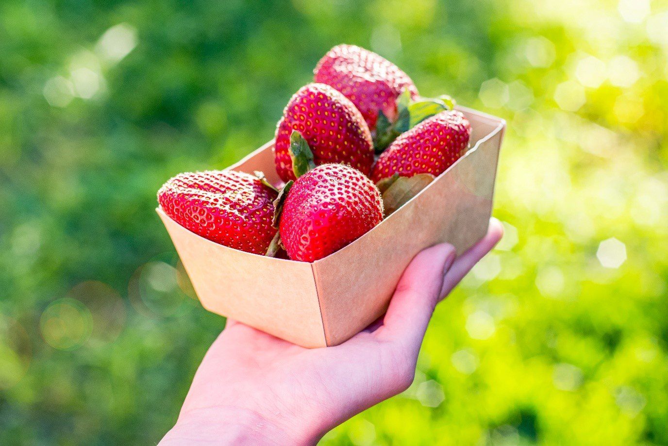 The Season for Strawberries