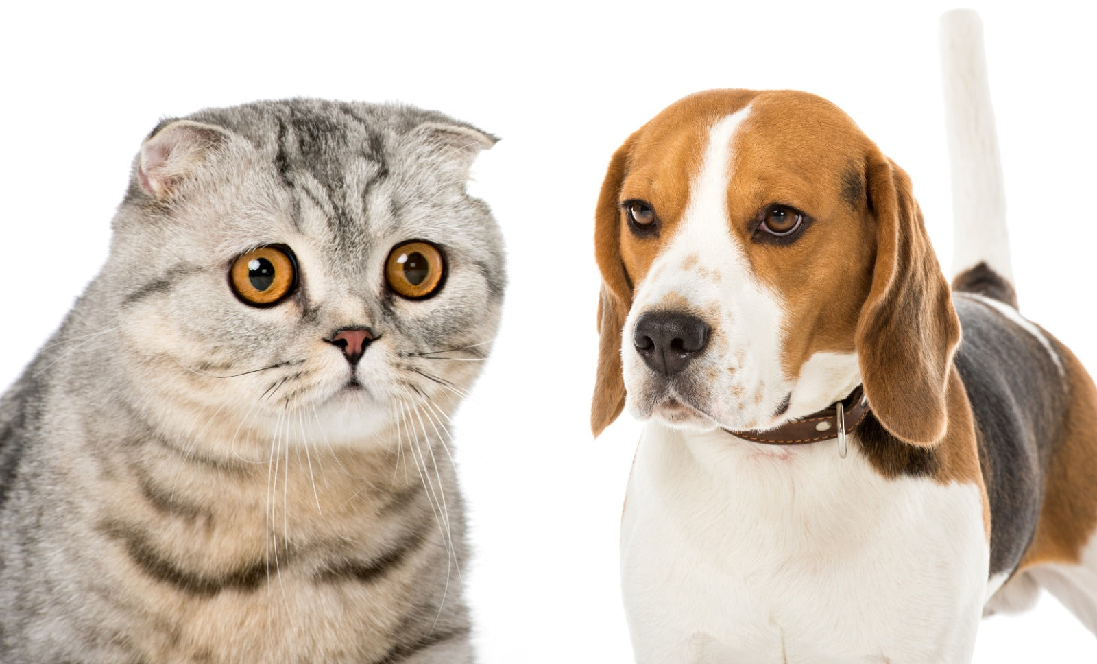 Give Your Pets a Special ‘S-paw’ Day!